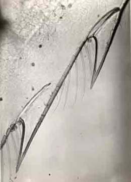 ELI LOTAR (1905-1969) Crevettes